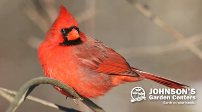 Get your holiday pics with Johnson's Grinch this weekend.