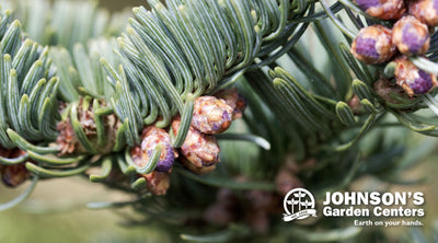 Join our Amaryllis Planter Workshop this weekend.