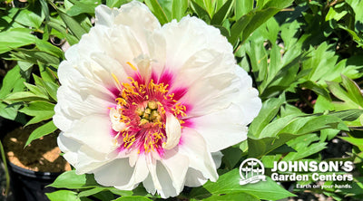 Mother's Day Sale: Peonies, Planters & Hanging Baskets.