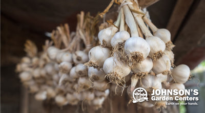 There is no such thing as a little garlic.