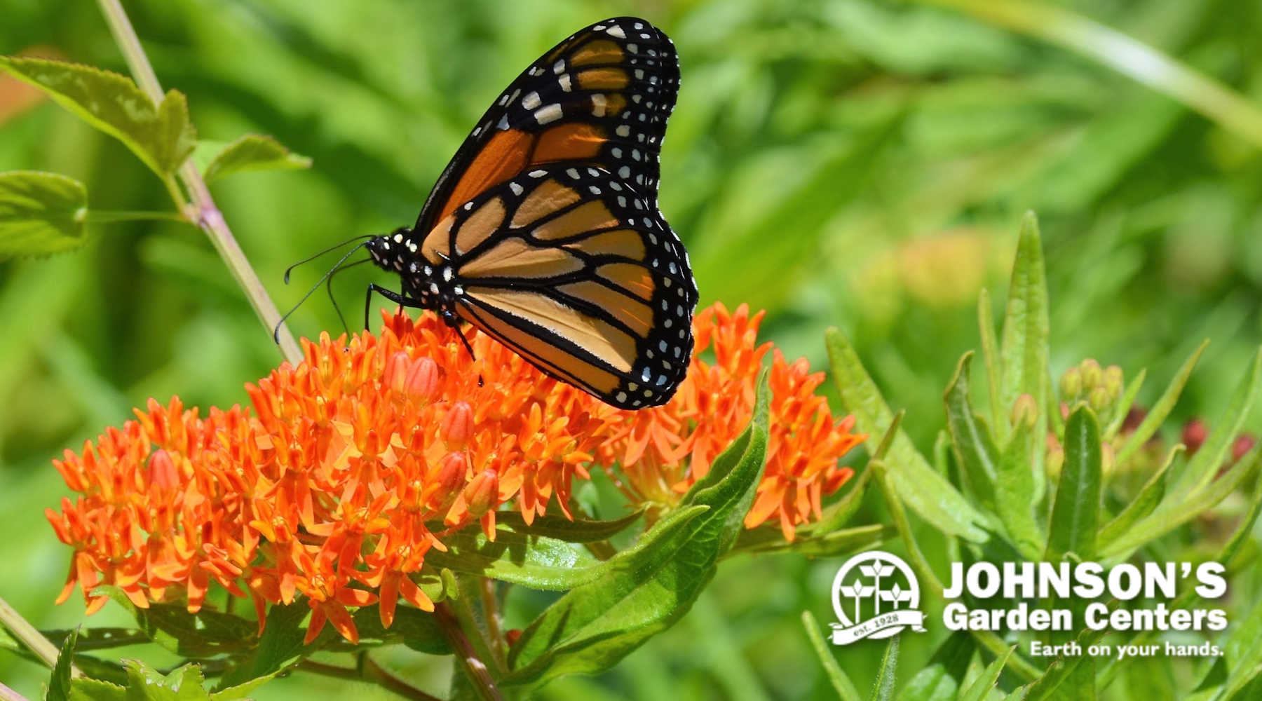 Planting a Pollinator Victory Garden 2.0. – Johnson's Garden Centers