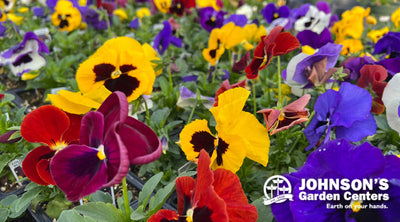 Pansies are so much more than a pretty face.