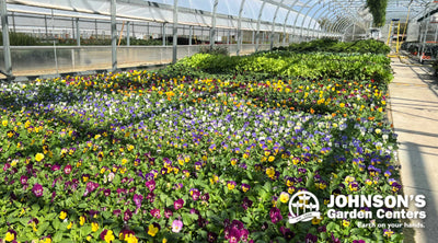 Pansy Mania Days begin this Friday, September 20.