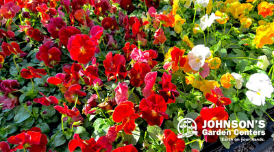 Pansy Mania Days starts this Friday. Spend your Mania Money!