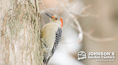 Sign up for our free Backyard Birding seminar this Saturday.