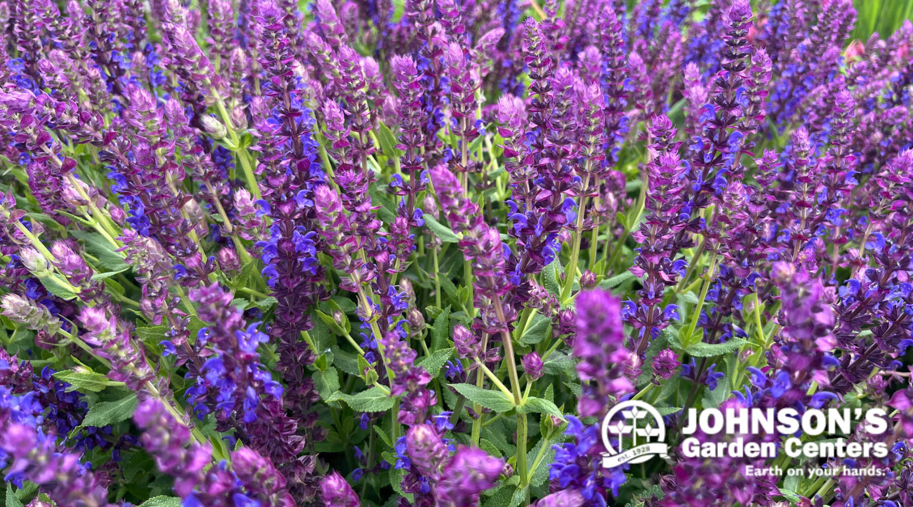 Pollinator Palooza Sale begins Saturday, June 1. – Johnson's Garden Centers