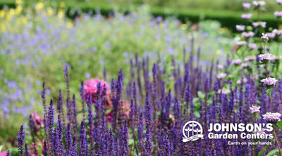 When the world wearies, there is always the garden.