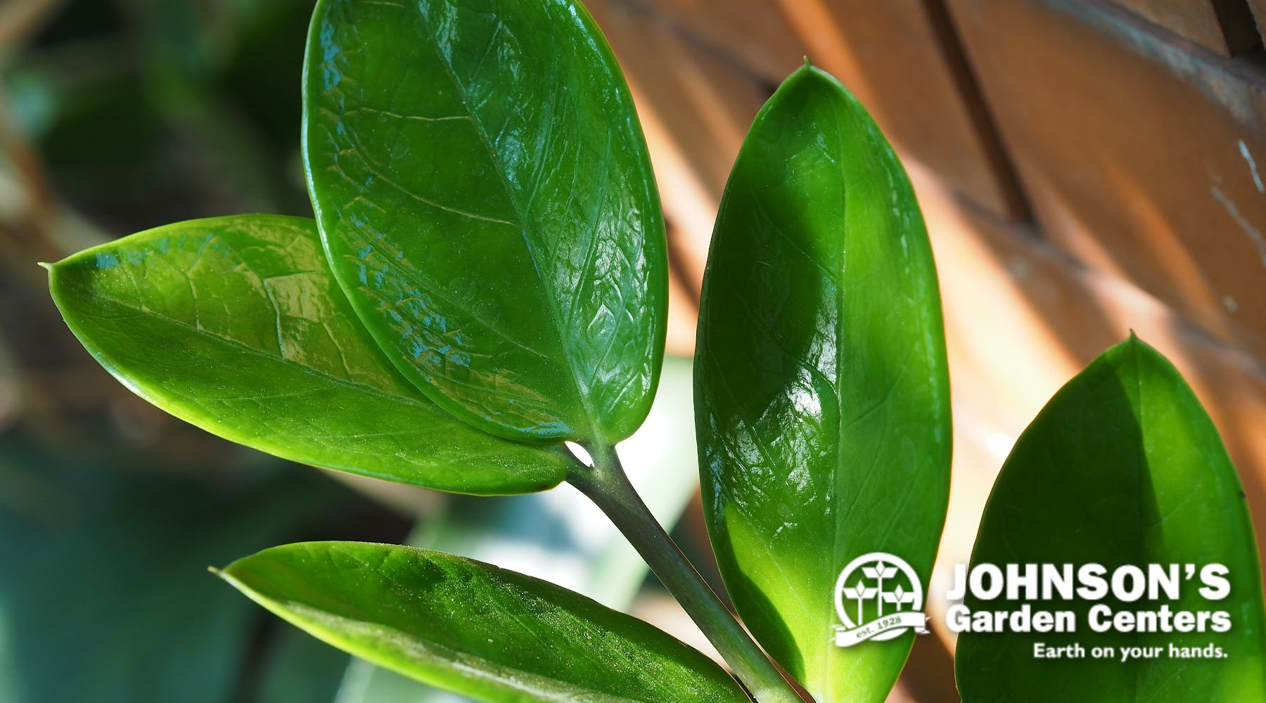 Sign up for our free Houseplant 101 seminar this Saturday. – Johnson's ...