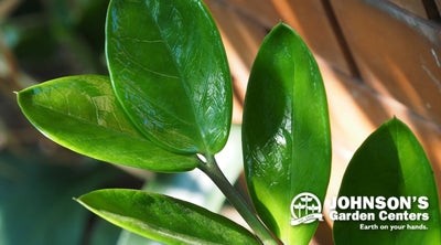 Sign up for our free Houseplant 101 seminar this Saturday.