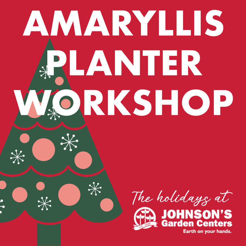 Amaryllis Garden Planter Workshop