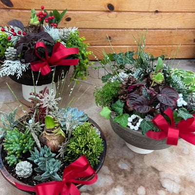 Amaryllis Garden Planter Workshop