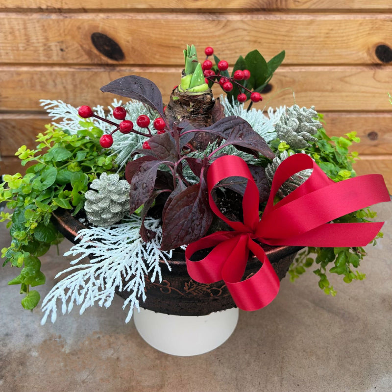 Amaryllis Garden Planter Workshop