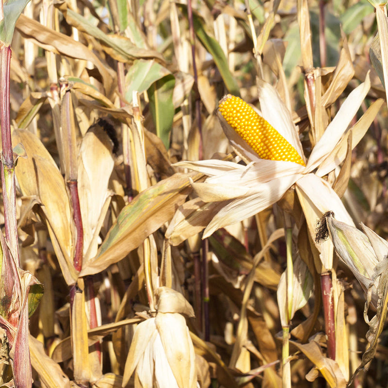 Corn Stalk Pumpkin Me! Package Add-On