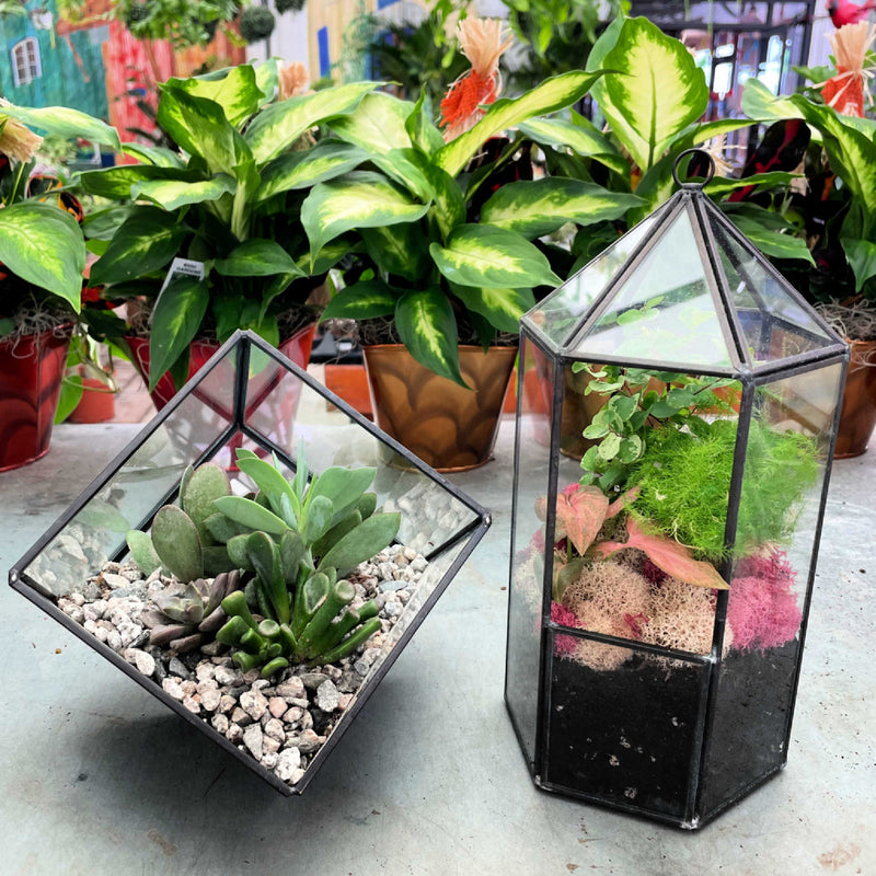 Modern Glass Terrarium Workshop