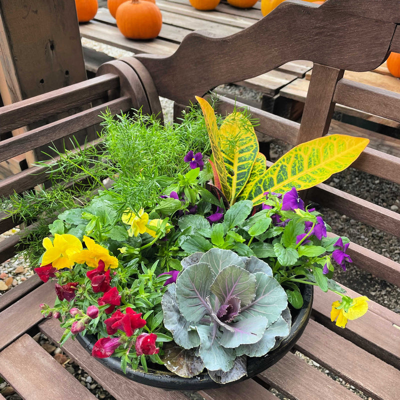 Pansy Porch Planter Workshop