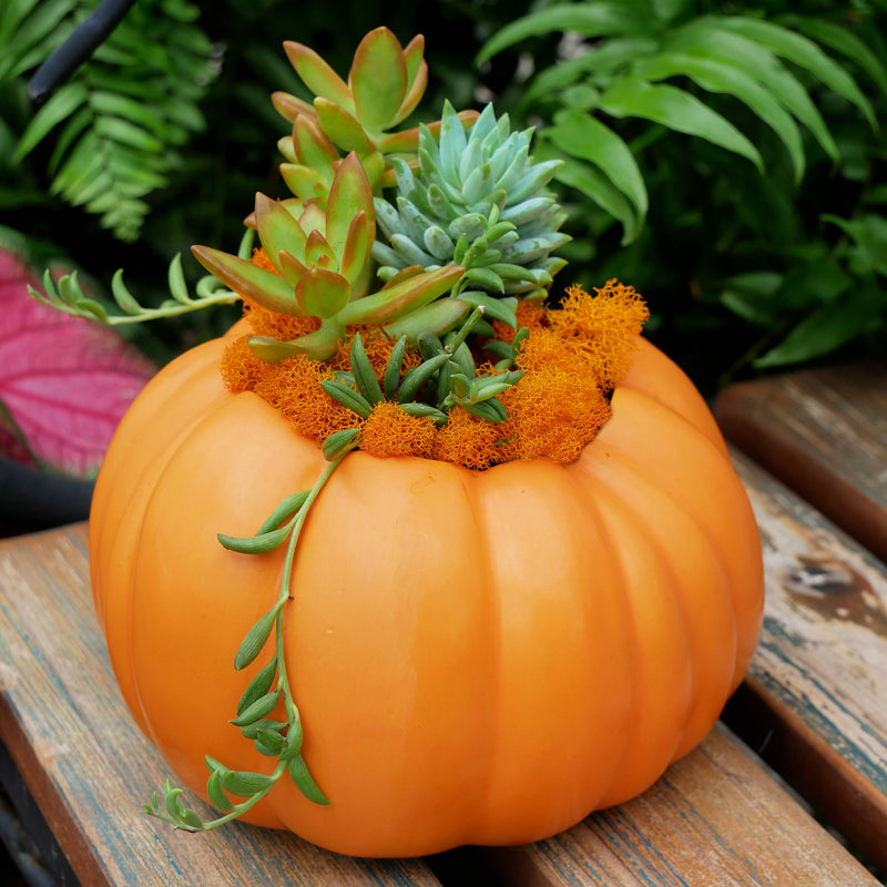 Pie Pumpkin Succulent Garden Workshop