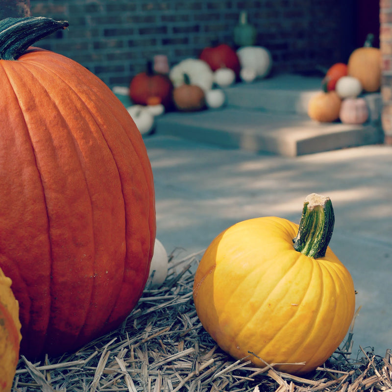 Pumpkin Me! Packages