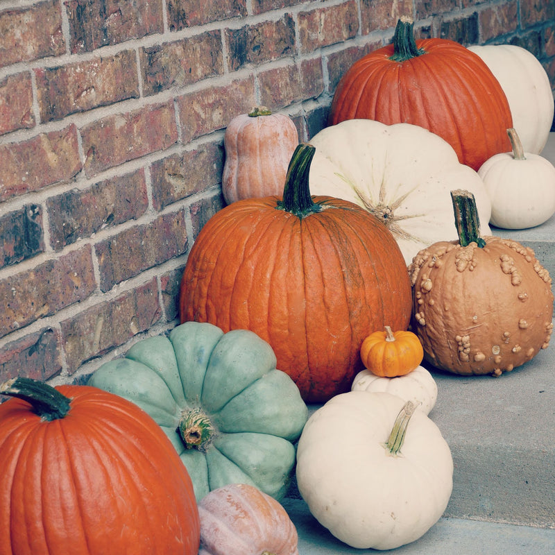 Pumpkin Me! Packages