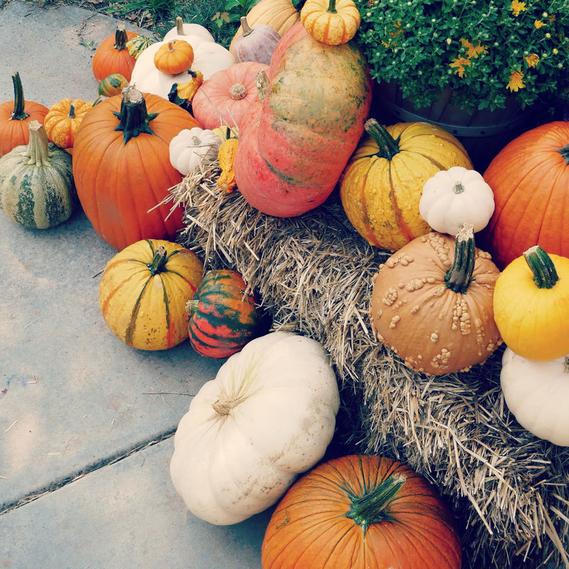 Pumpkin Me! Packages
