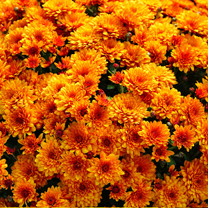 Mum Pumpkin Me! Package Add-On